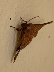 Striglininae