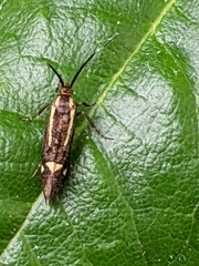 Esperia sulphurella