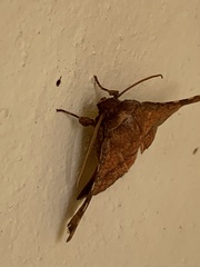 Striglininae
