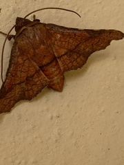 Striglininae