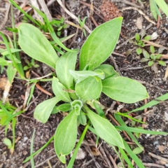 Silene latifolia alba