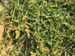 Rumex crassus