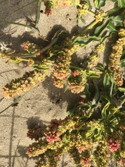 Rumex crassus