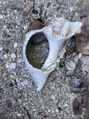 Triplofusus giganteus