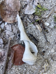 Triplofusus giganteus