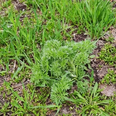 Artemisia absinthium