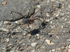 Protolophus tuberculatus