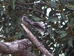 Rhipidura albiscapa alisteri