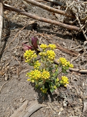 Draba jorullensis