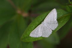 Scopula ignobilis