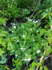 Dasynotus daubenmirei