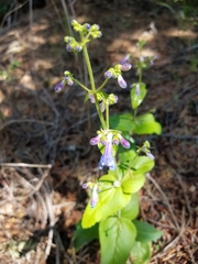 Penstemon wilcoxii