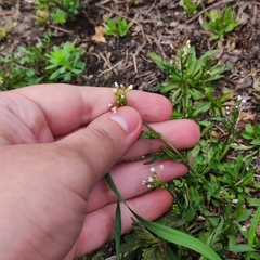 Capsella bursa-pastoris
