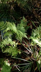 Parapolystichum microsorum pentangulare