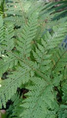 Parapolystichum microsorum pentangulare