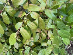 Frankenia portulacifolia