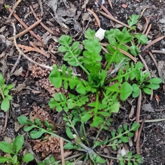 Capsella bursa-pastoris