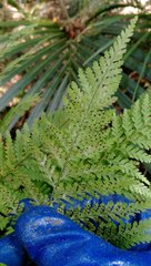 Parapolystichum microsorum pentangulare