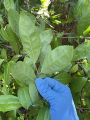 Frankenia portulacifolia