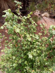 Ribes ciliatum