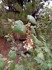 Ribes ciliatum