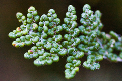 Myriopteris intertexta