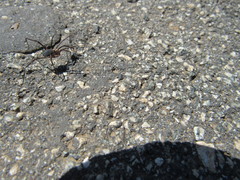 Protolophus tuberculatus