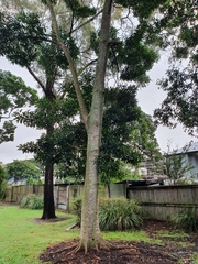 Elaeocarpus angustifolius