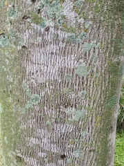 Elaeocarpus angustifolius