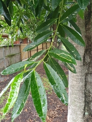 Elaeocarpus angustifolius