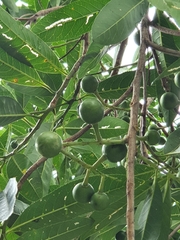 Elaeocarpus angustifolius