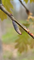 Amphibolips ellipsoidalis