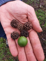 Elaeocarpus angustifolius