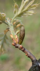 Amphibolips ellipsoidalis