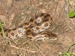 Lampropeltis calligaster