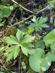 Trollius laxus laxus