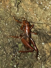 Cratomelus