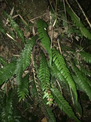 Blechnum mochaenum
