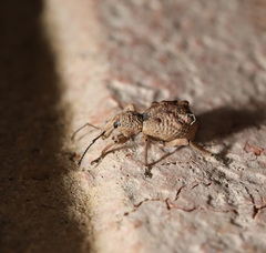 Leptopius tetraphysodes