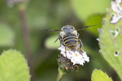 Leptorachis
