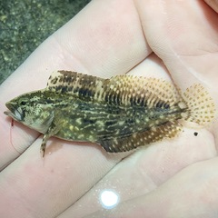 Chasmodes bosquianus