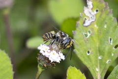 Leptorachis