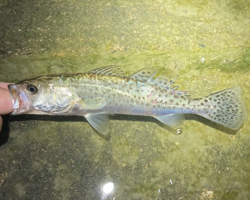 Spotted Seatrout