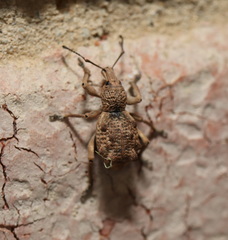 Leptopius tetraphysodes