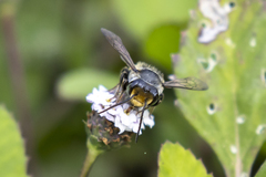 Leptorachis