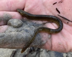 Anguilla rostrata