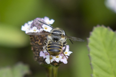 Leptorachis