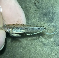 Ctenogobius boleosoma