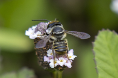 Leptorachis
