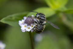 Leptorachis